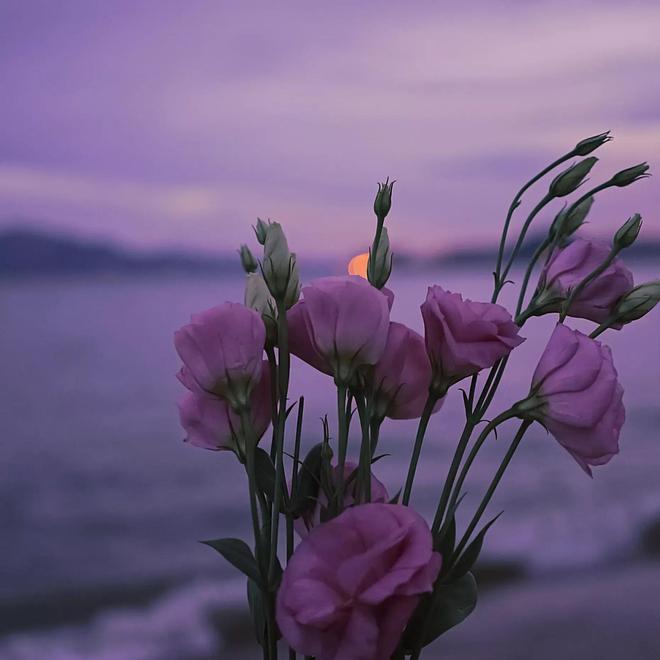 富硒青钱柳茶功效（富硒青钱柳茶珍）-硒宝网