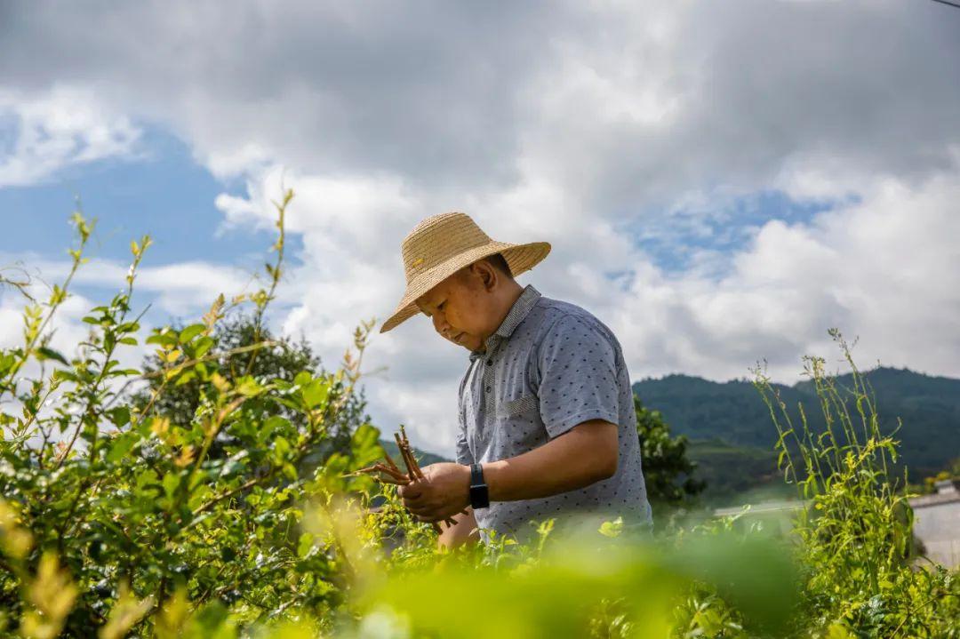 硒都富臻藤茶总店(珍硒藤茶)-硒宝网