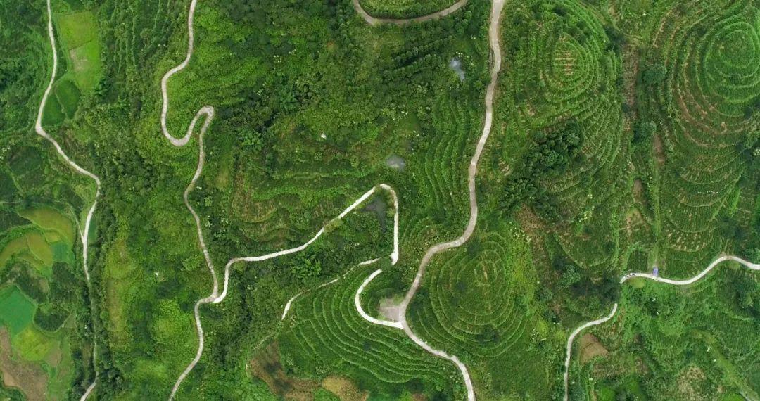 硒都富臻藤茶总店(珍硒藤茶)-硒宝网