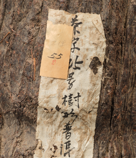 雀舌属于富硒茶吗（茶属于富硒雀舌茶吗）-硒宝网