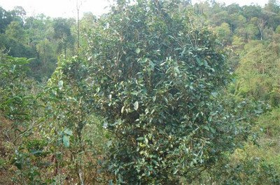 采茶匠富硒普洱茶(匠赋普洱茶)-硒宝网