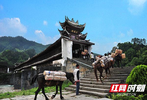 富硒黑茶是哪里的（富硒黑茶是传销吗）-硒宝网