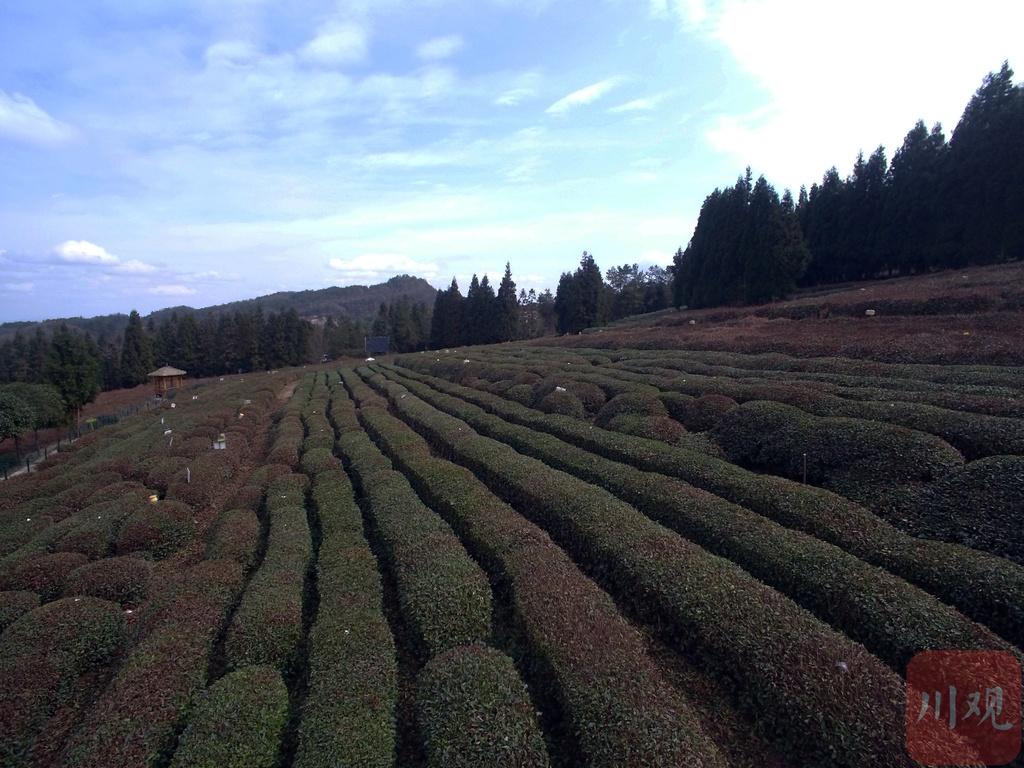 富硒红茶是熟茶吗(富硒茶的硒含量)-硒宝网