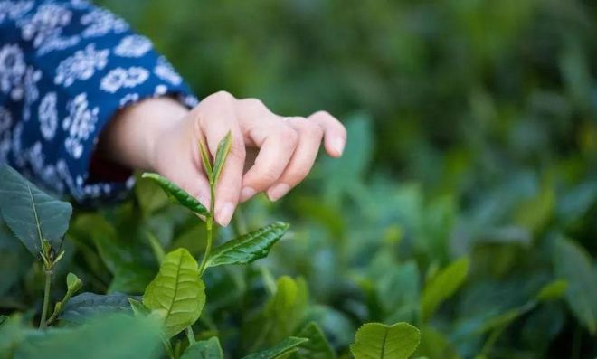 富硒黑茶是哪里的（黑茶富含硒补硒的十大功效）-硒宝网
