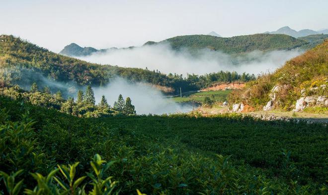 富硒黑茶是哪里的（黑茶富含硒补硒的十大功效）-硒宝网