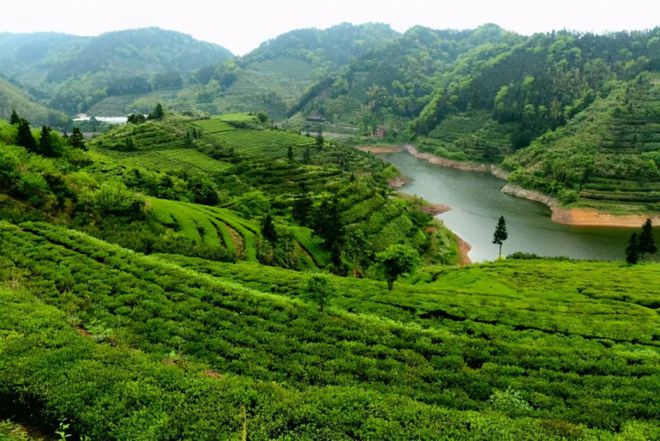 富硒黑茶是哪里的（黑茶富含硒补硒的十大功效）-硒宝网