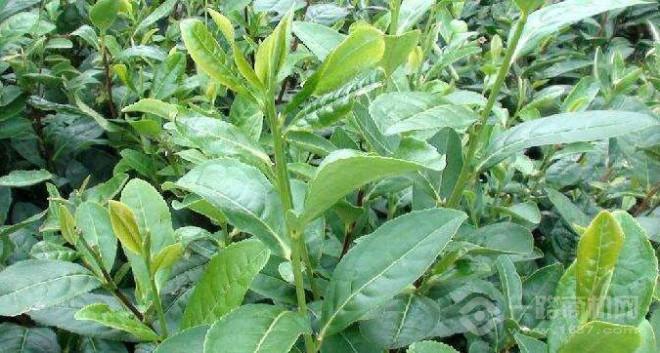 富硒叶茶加盟费用（富硒茶代理）-硒宝网