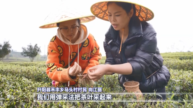 开阳富硒茶采摘期(开阳富硒茶园)-硒宝网