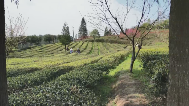 开阳富硒茶采摘期(开阳富硒茶园)-硒宝网