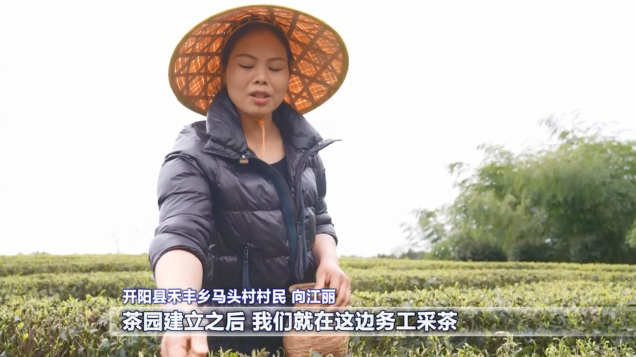 开阳富硒茶采摘期(开阳富硒茶园)-硒宝网