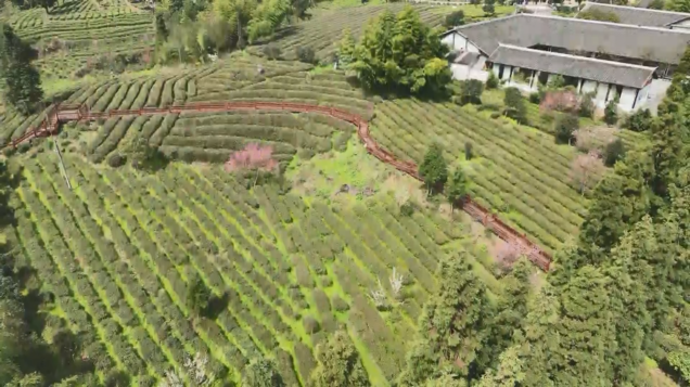 开阳富硒茶采摘期(开阳富硒茶园)-硒宝网
