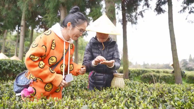 开阳富硒茶采摘期(开阳富硒茶园)-硒宝网