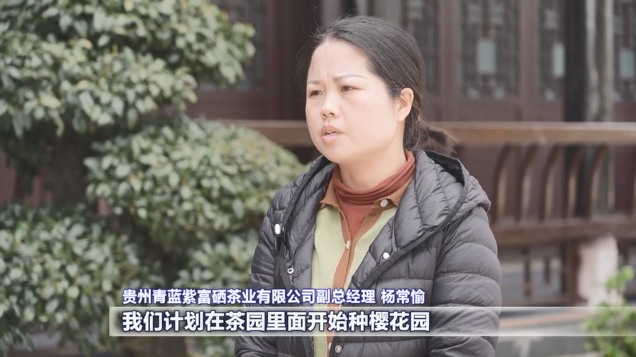 开阳富硒茶采摘期(开阳富硒茶园)-硒宝网