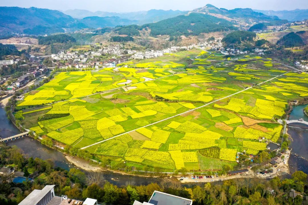 开阳富硒茶采摘期（开阳富硒茶地理标志）-硒宝网