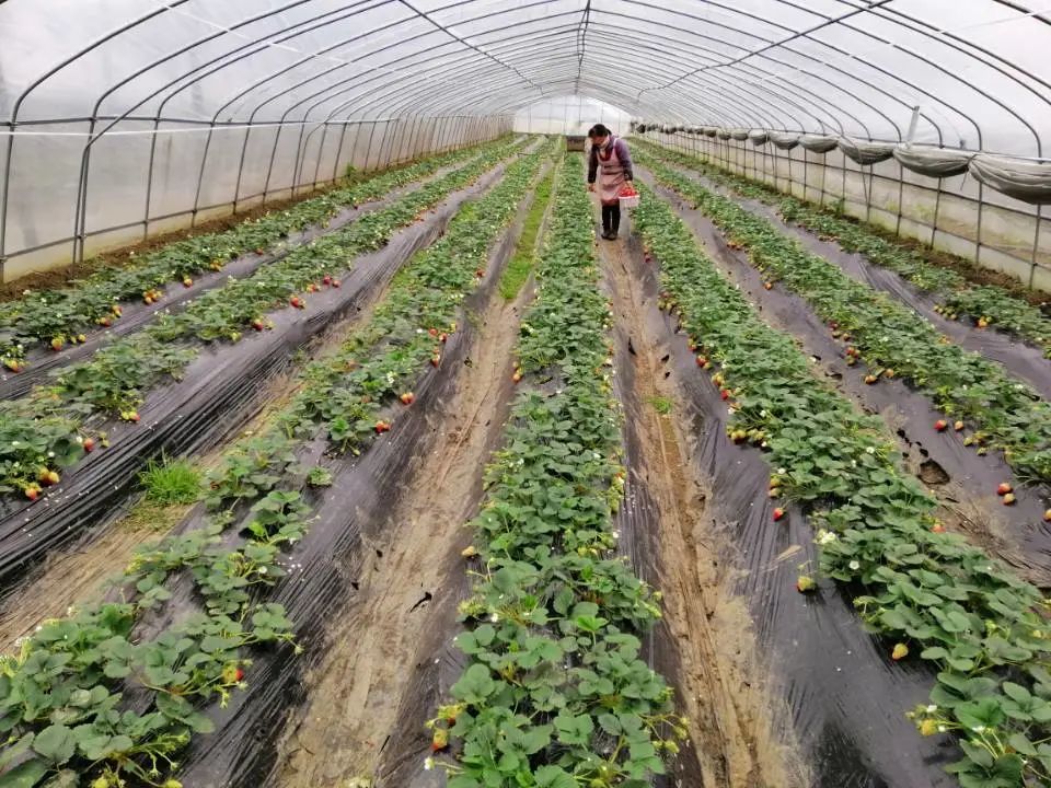 开阳富硒茶采摘期（开阳富硒茶地理标志）-硒宝网