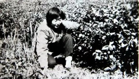 富硒茶消费者分析(富硒茶产业国内现状)-硒宝网