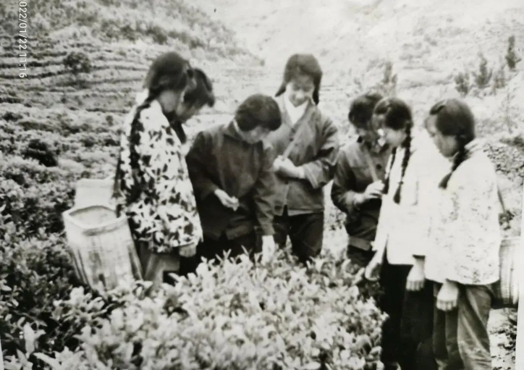 富硒茶消费者分析(富硒茶产业国内现状)-硒宝网