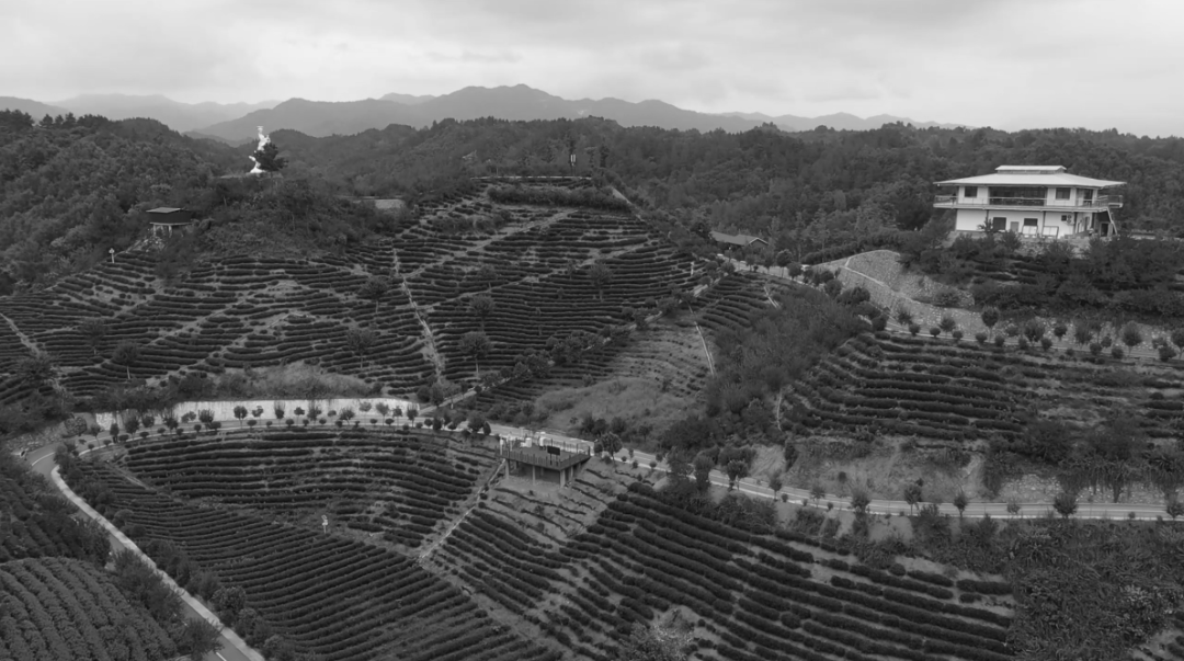 富硒茶消费者分析(富硒茶产业国内现状)-硒宝网