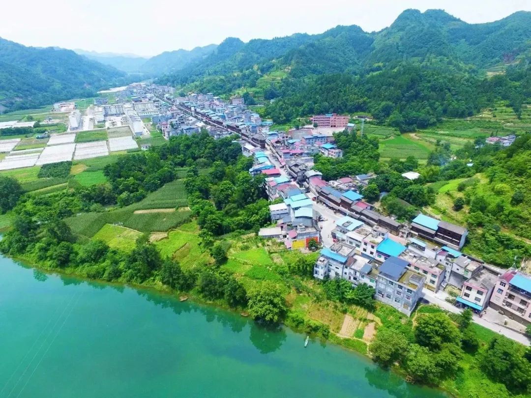 富硒藤茶和神仙草（原生态富硒藤茶）-硒宝网