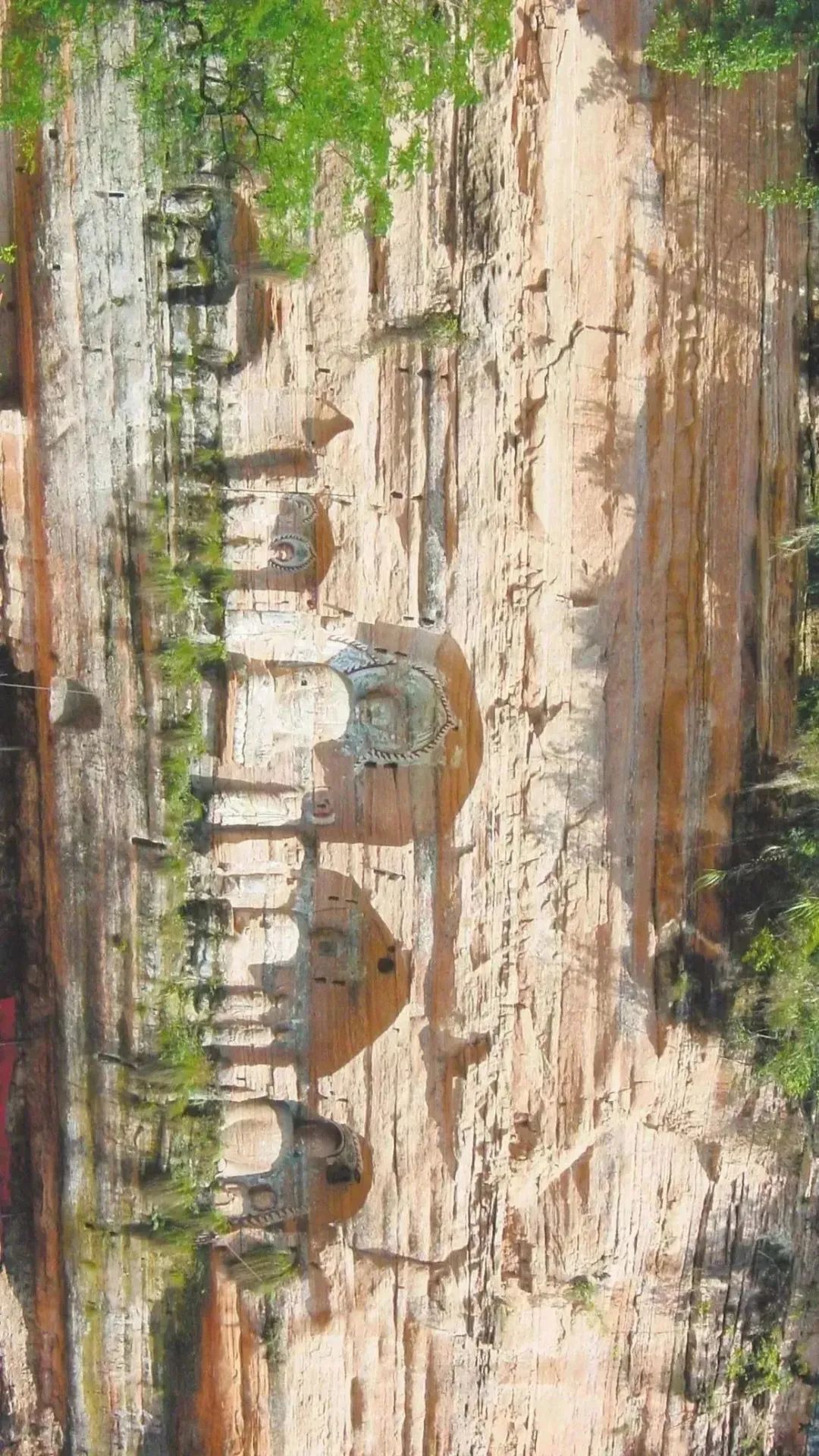 富硒藤茶和神仙草（原生态富硒藤茶）-硒宝网