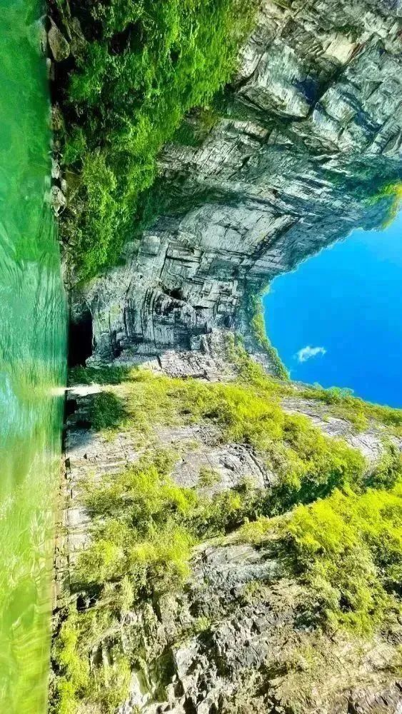 富硒藤茶和神仙草（原生态富硒藤茶）-硒宝网