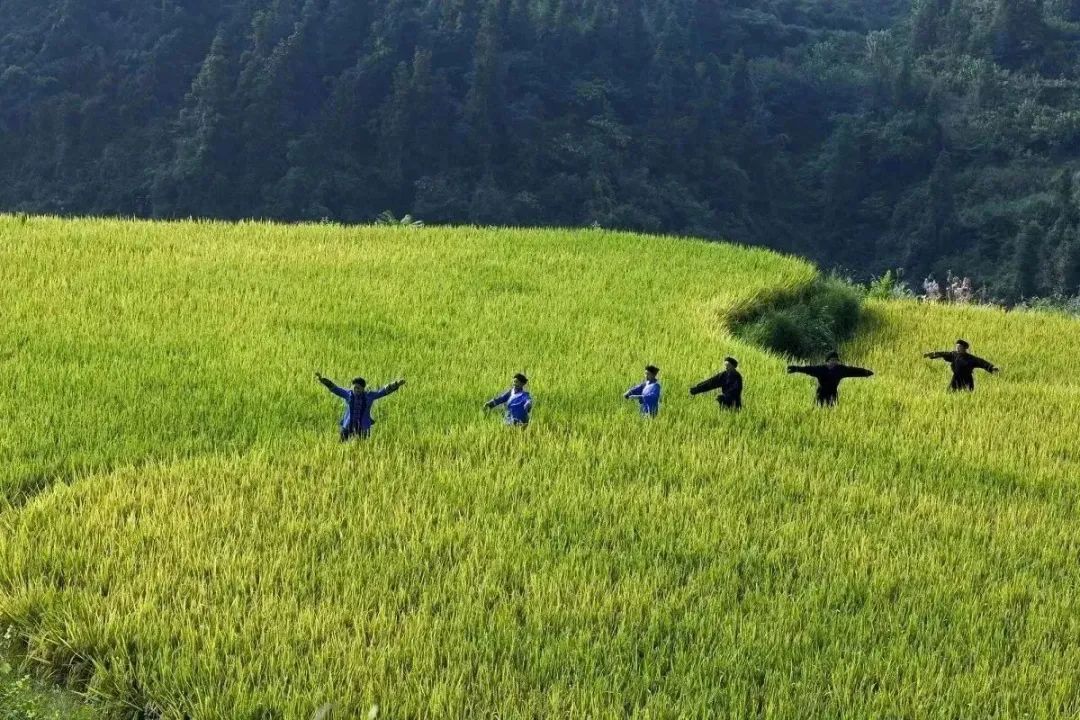 富硒藤茶和神仙草（原生态富硒藤茶）-硒宝网