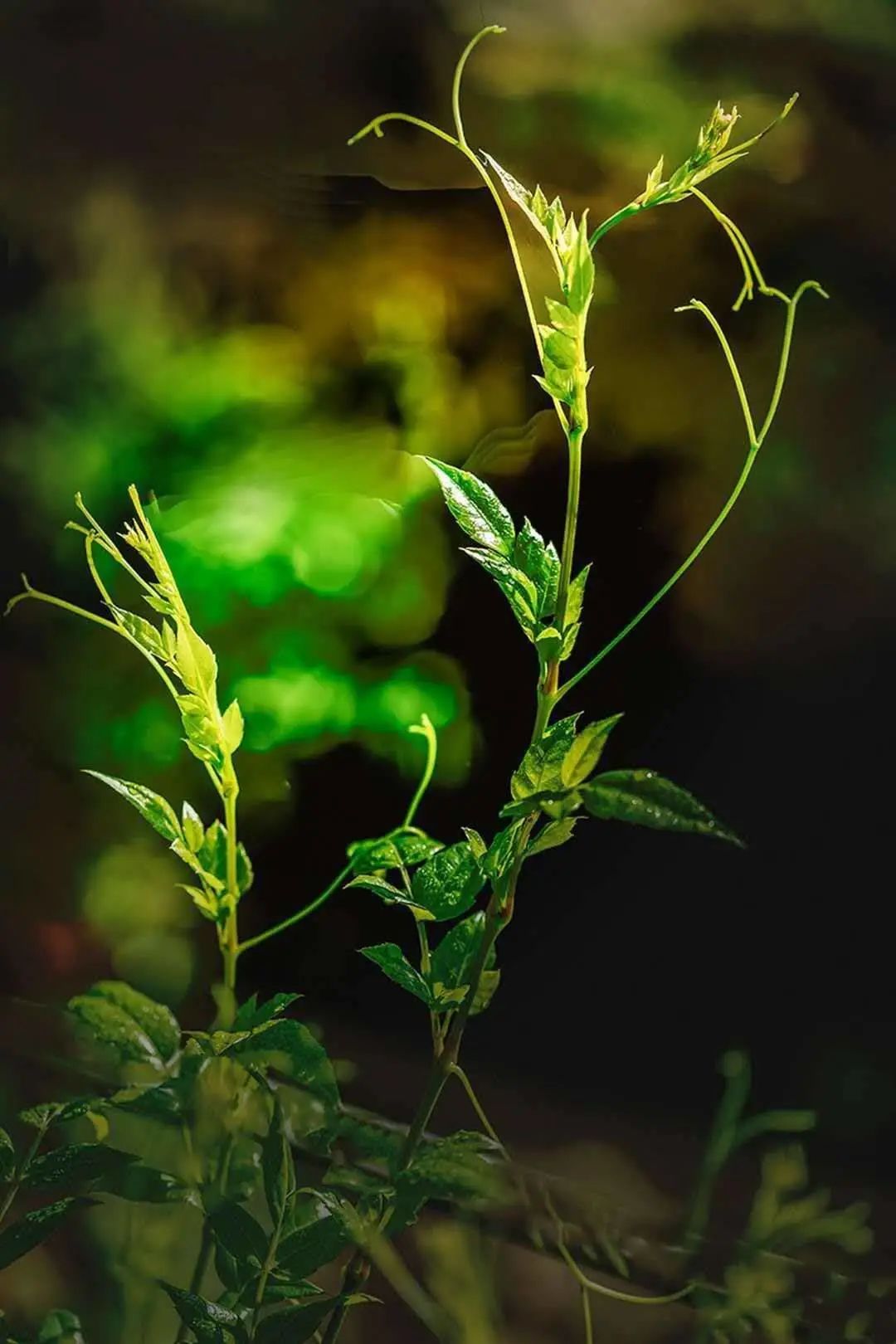 富硒藤茶和神仙草（原生态富硒藤茶）-硒宝网
