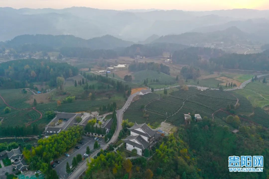 开阳富硒茶采摘期（富硒茶什么时候采摘）-硒宝网