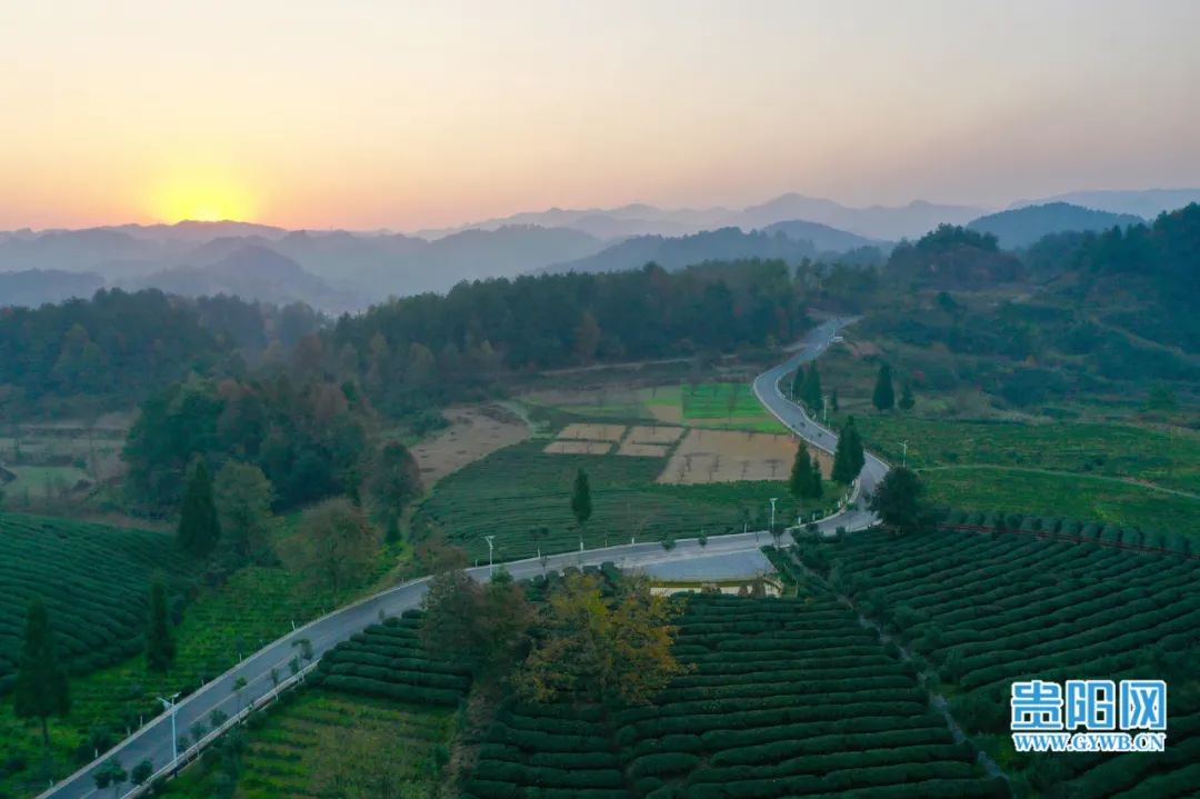 开阳富硒茶采摘期（富硒茶什么时候采摘）-硒宝网