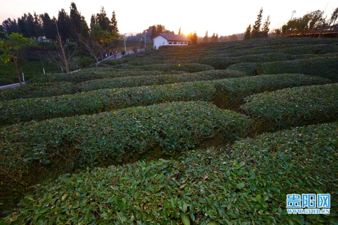 开阳富硒茶采摘期（富硒茶什么时候采摘）-硒宝网