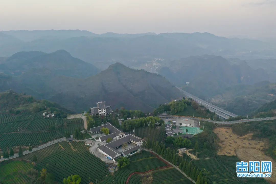 开阳富硒茶采摘期（富硒茶什么时候采摘）-硒宝网