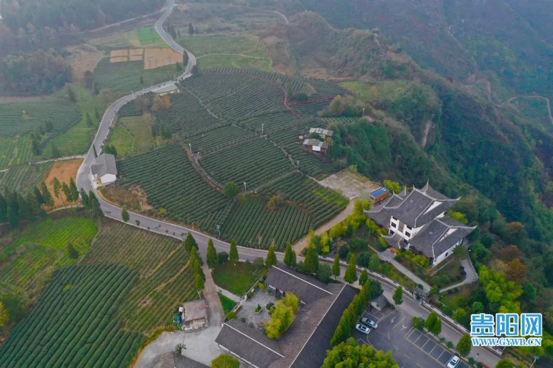 开阳富硒茶采摘期（富硒茶什么时候采摘）-硒宝网