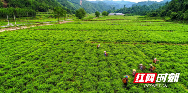 富硒莓茶辨别真假(如何分辨莓茶真假)-硒宝网