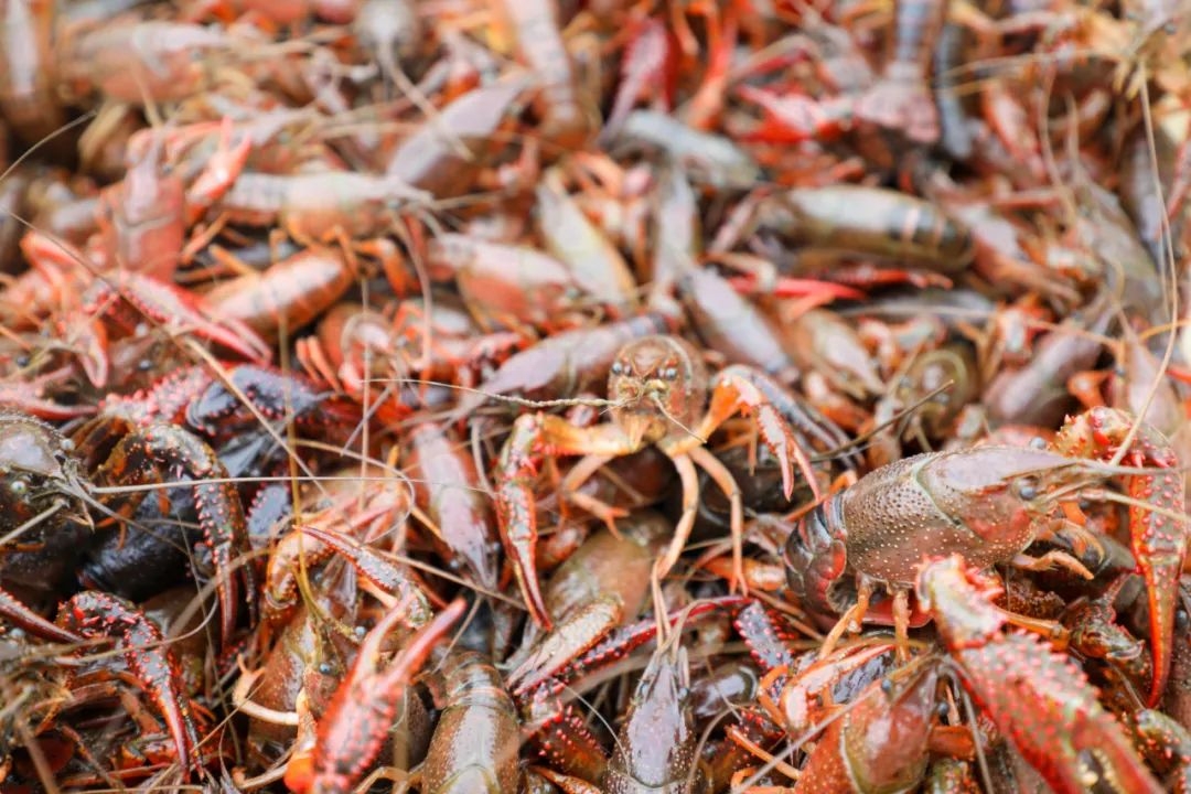 河南富硒茶供应商(河南富硒农产品协会简介)-硒宝网