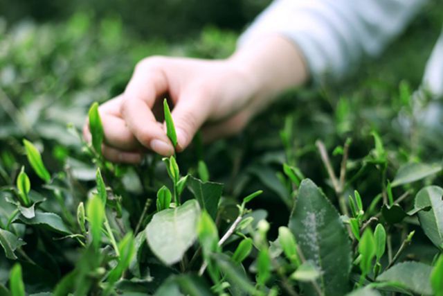 那个地方富硒茶好(富硒茶产品的市场分析)-硒宝网