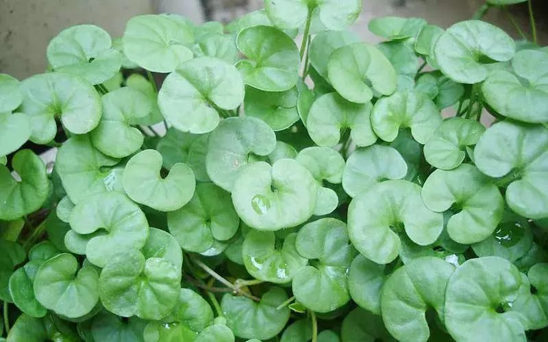 富硒茶孩子能喝吗(小孩可以喝富硒水吗)-硒宝网