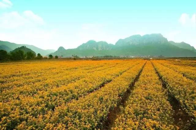 水城富硒茶产业园(富硒茶园一亩可买)-硒宝网