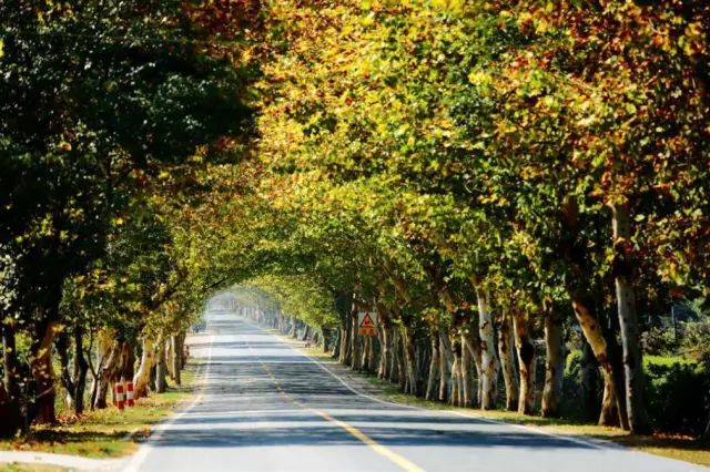 仙寓山石台富硒茶(仙寓山富硒茶怎么样)-硒宝网