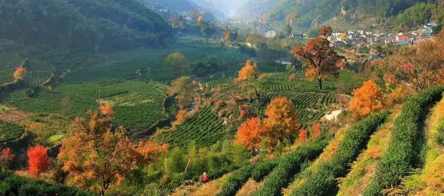 仙寓山石台富硒茶(仙寓山富硒茶怎么样)-硒宝网