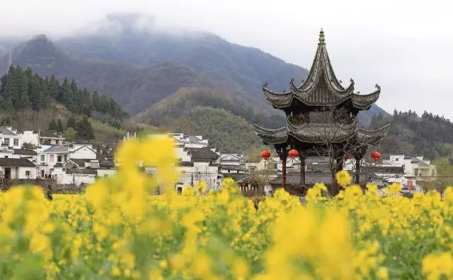 仙寓山石台富硒茶(仙寓山富硒茶怎么样)-硒宝网