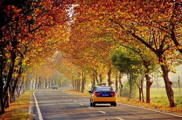 仙寓山石台富硒茶(仙寓山富硒茶怎么样)-硒宝网