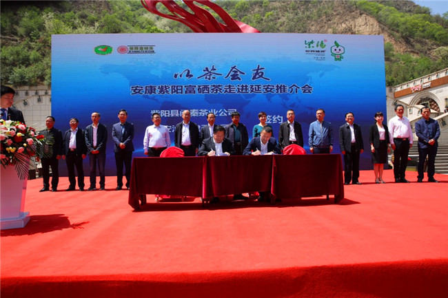 陕西安康富硒紫茶（陕西紫阳富硒茶多少钱一斤）-硒宝网