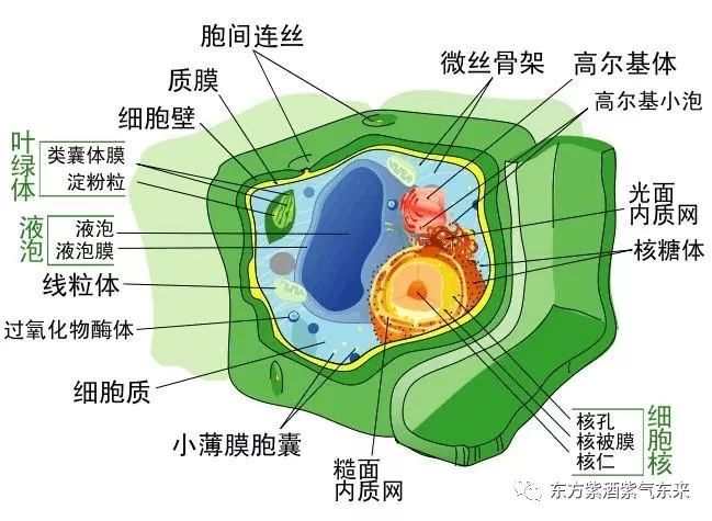 桑臻牌富硒桑叶茶(京东商城桑叶茶)-硒宝网