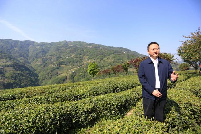 陕西安康富硒茶旅（安康富硒茶主要产自哪里）-硒宝网