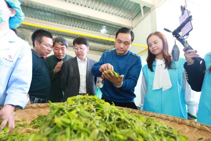 陕西安康富硒茶旅（安康富硒茶主要产自哪里）-硒宝网