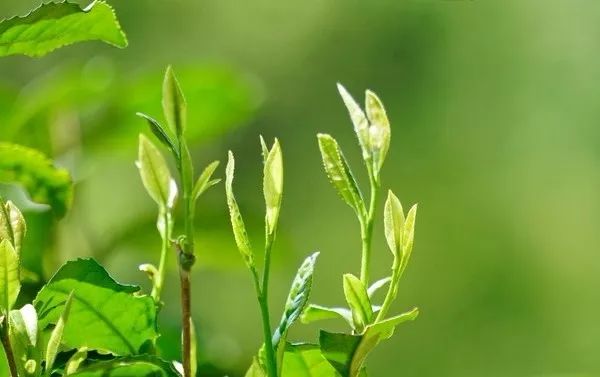 富硒茶能喝中毒吗(中毒能喝茶富硒茶吗)-硒宝网