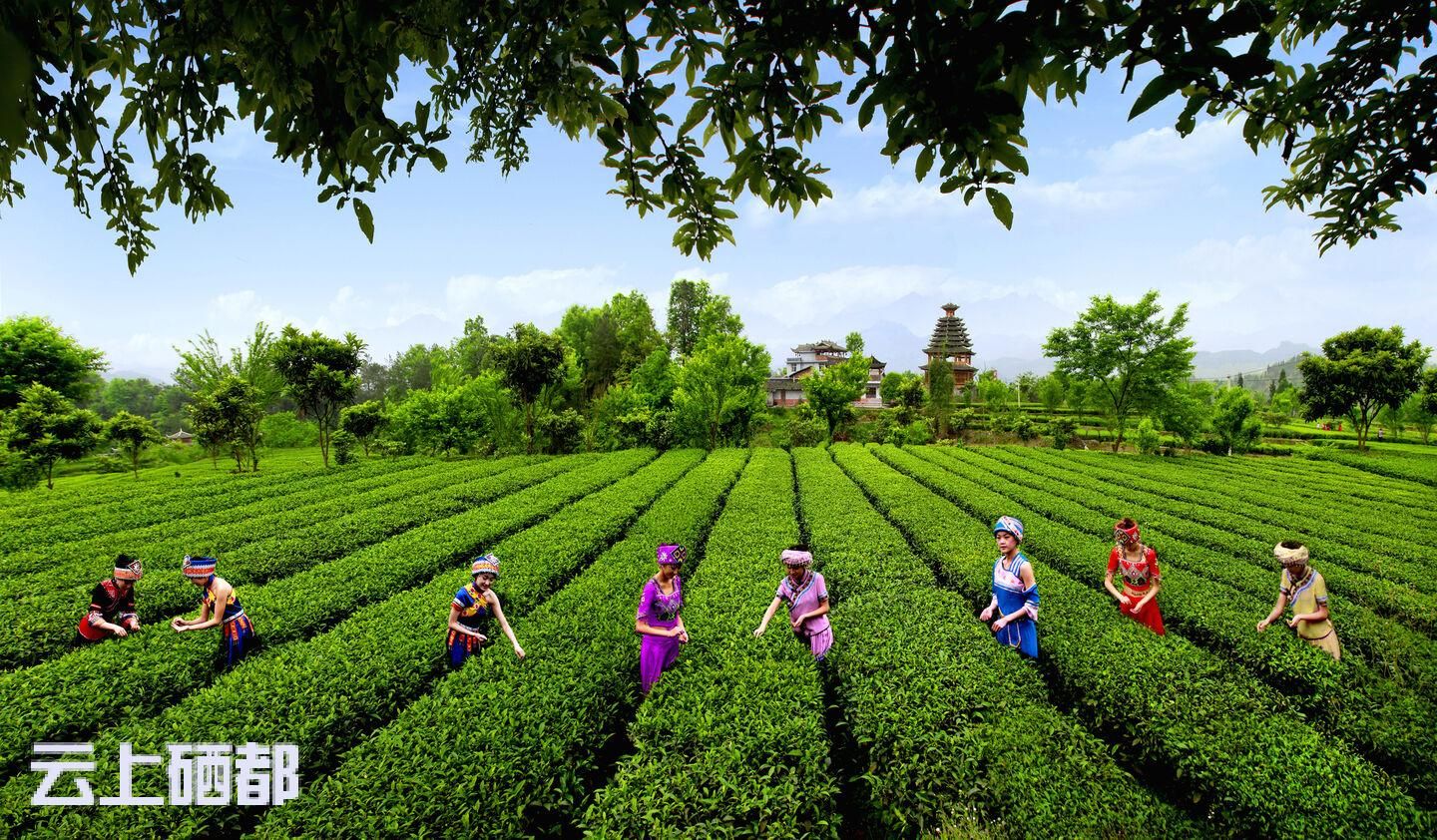 恩施富硒茶的泡法(恩施富硒茶是绿茶吗)-硒宝网