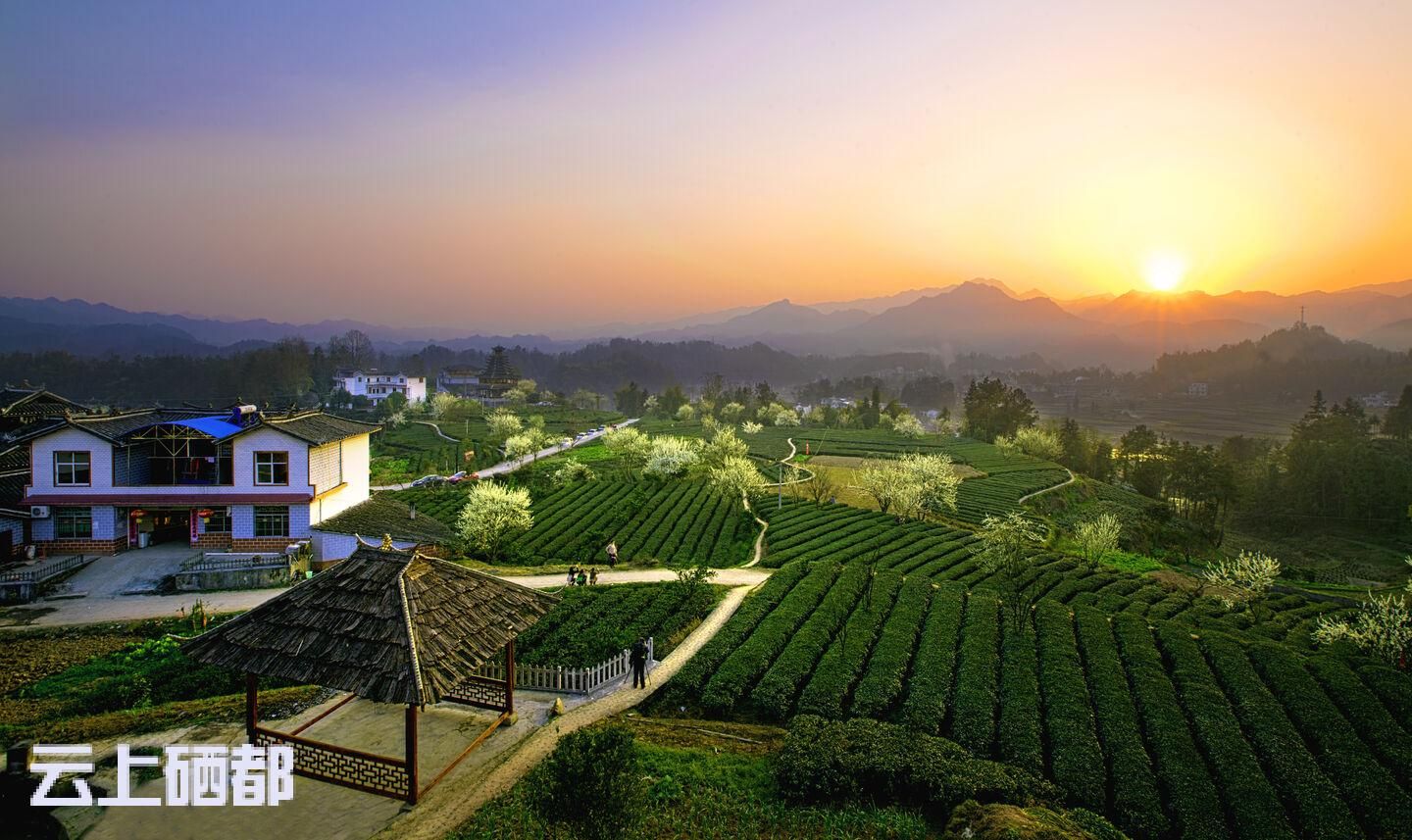 恩施富硒茶的泡法(恩施富硒茶是绿茶吗)-硒宝网