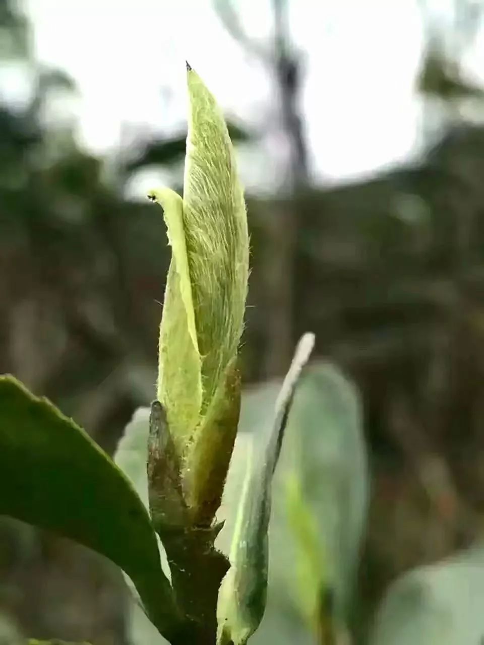紫阳富硒茶半亩田(紫阳富硒茶园观光)-硒宝网