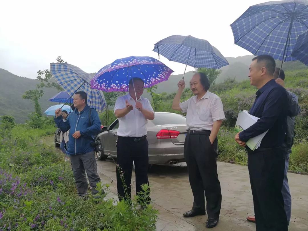 紫阳富硒茶半亩田(紫阳富硒茶园观光)-硒宝网